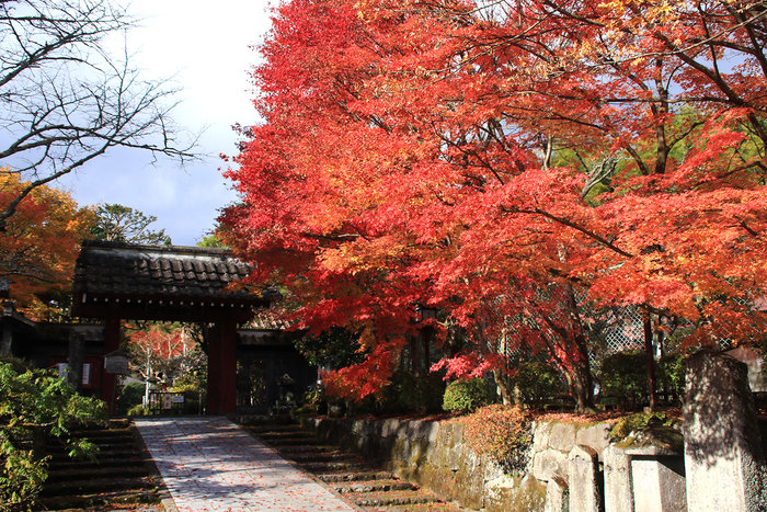 世界遺産 日光の社寺周辺にて紅葉が見ごろを迎えております。