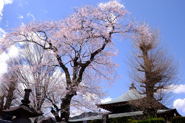 【日光】日光桜回遊開催4月3日～4月28日