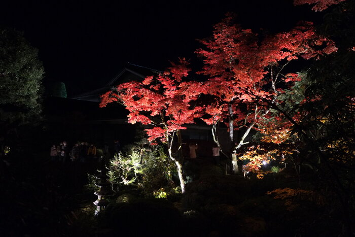  日光山輪王寺 逍遥園ライトアップが開催されます