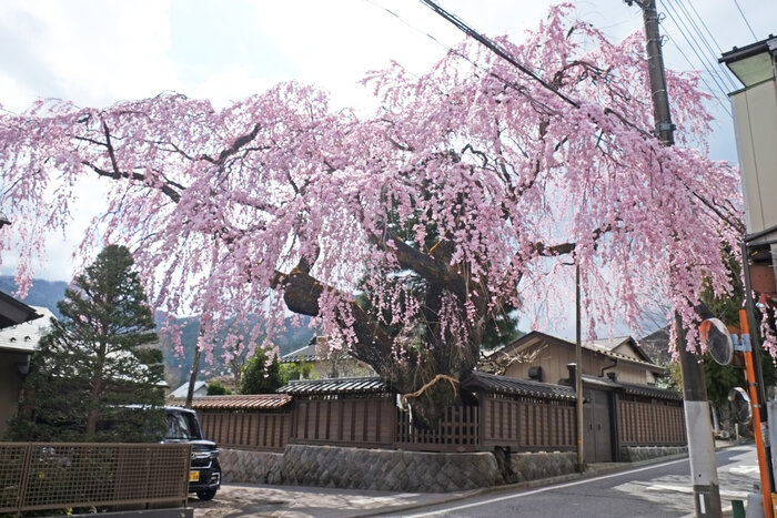 日光桜回遊のご案内です