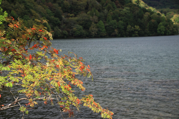 紅葉の季節がはじまりました。